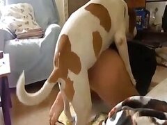 Woman animal sex